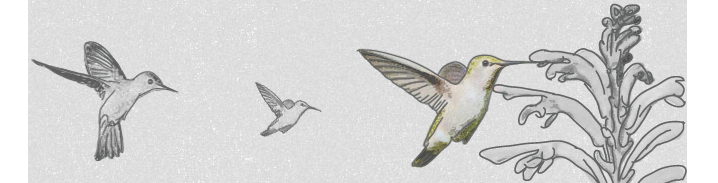 Pájaros, símbolos del posicionamiento